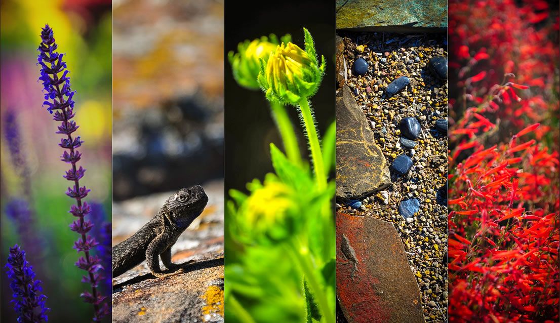 Laurie Sager Landscape Architect Medford Oregon