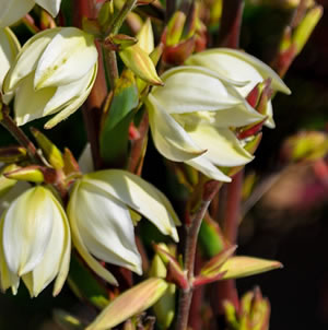 Laurie Sager Landscape Architects Inc.