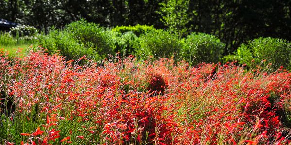 Laurie Sager Landscape Architects Inc.