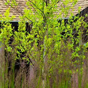 Laurie Sager Landscape Architects Inc.