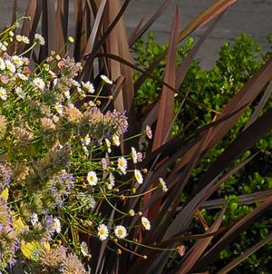 Laurie Sager Landscape Architects Inc.