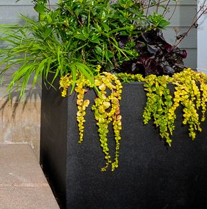 Laurie Sager Landscape Architects Inc.