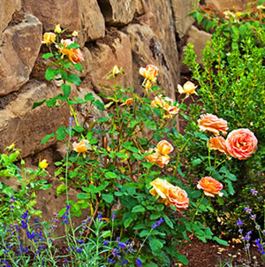 Laurie Sager Landscape Architects Inc.