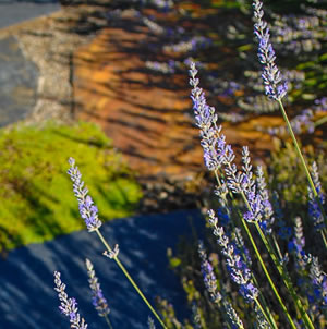 Laurie Sager Landscape Architects Inc.