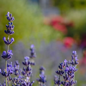 Laurie Sager Landscape Architects Inc.