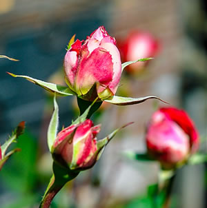 Laurie Sager Landscape Architects Inc.