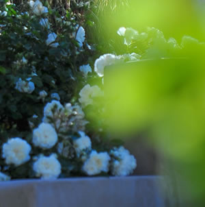 Laurie Sager Landscape Architects Inc.